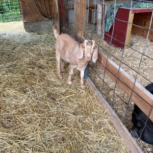 Collinsville Willoughby Farm