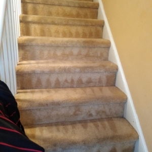 Photo of Clean AIR Carpet care