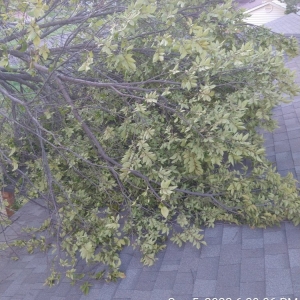 Photo of Mitchells Lawn Care Tree Service