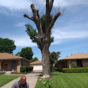 Photo of Mitchells Lawn Care Tree Service