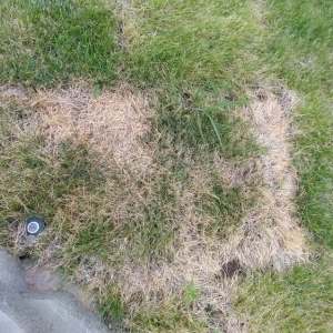 Photo of Phillips Turf Farm