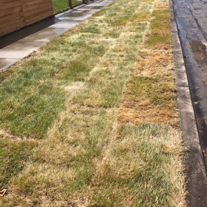 Photo of Phillips Turf Farm