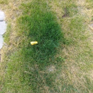 Photo of Phillips Turf Farm