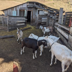 Photo of Slide Ranch
