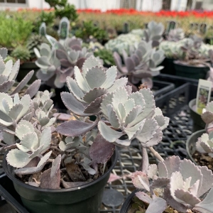 Photo of Preston Greenhouse & Garden Center