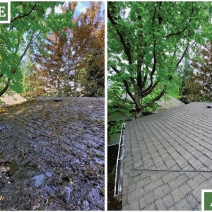 Photo of Moss Busters