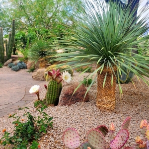 Photo of Altissimo Landscape Design & Maintenance