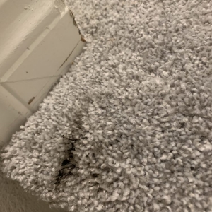 Photo of Bubble Shine Carpet