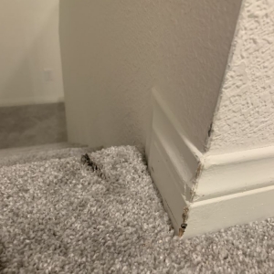 Photo of Bubble Shine Carpet