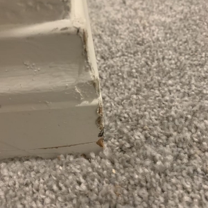 Photo of Bubble Shine Carpet