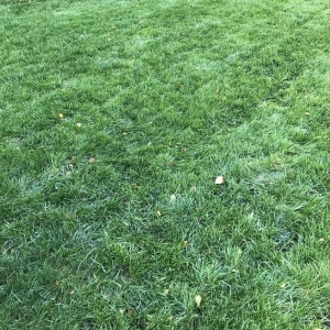 Photo of Dreamlawns