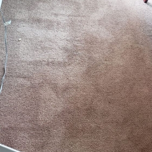 Federal Way Chico's Carpet Cleaning