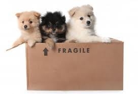Photo of S & S Moving Services