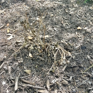Photo of Transformed Landscaping