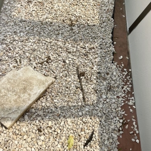 Photo of Transformed Landscaping