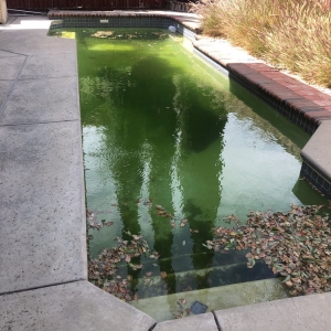 Photo of Green To Clean Pools