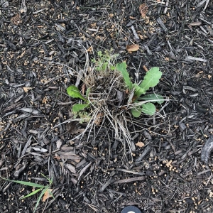 Photo of Aspen Lawn & Pest Control