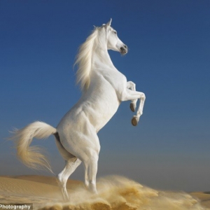 Photo of White Horse Painting