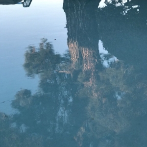 Photo of East County Pools