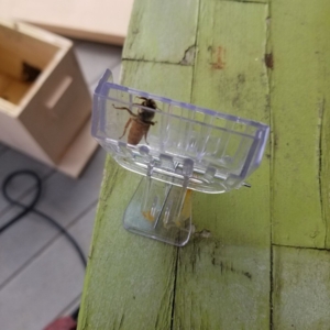 Photo of Ay Caramba Live bee removals and Professional services