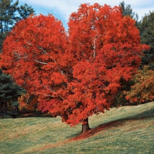 Photo of Trusted Roots