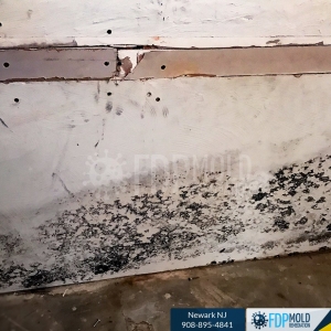 Photo of FDP Mold Remediation