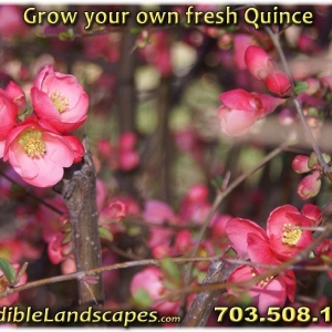 Photo of Edible Landscapes
