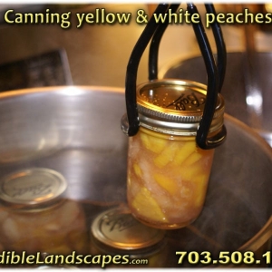 Photo of Edible Landscapes