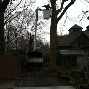 Photo of Andrew F. Gillespie Tree Service, Landscape Design & Install
