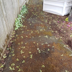 Photo of Squeegee Clean