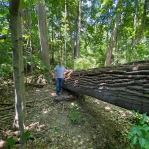 Photo of Michaelis