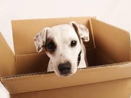 Photo of Reliable Movers