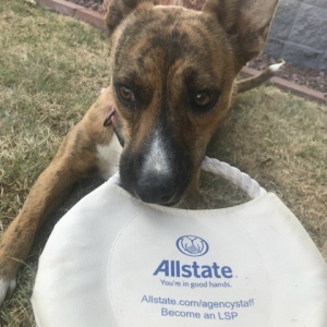 Photo of Steve Sutto: Allstate Insurance Company