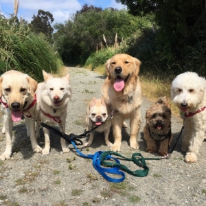 Photo of Poi Dog SF