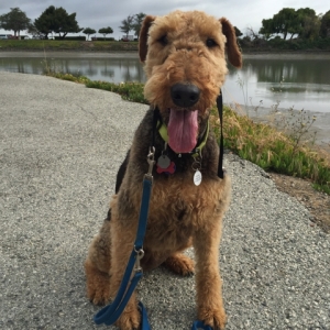 Photo of Poi Dog SF