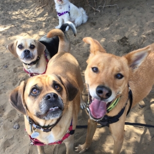 Photo of Poi Dog SF