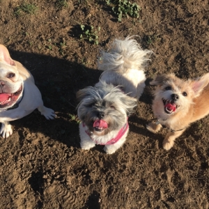 Photo of Poi Dog SF