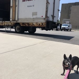 Photo of Tommy's Moving