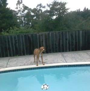 Photo of Palmer's Pool Service