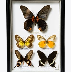 Photo of New Yorker Picture Frames
