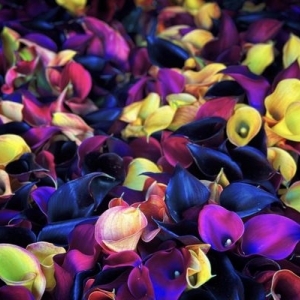 Photo of Rosa Rosa Flowers