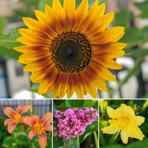 Photo of Nelly's Flower Shop
