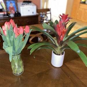 Photo of Nelly's Flower Shop