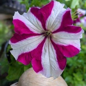 Photo of Nelly's Flower Shop