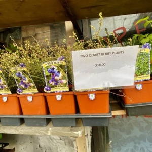 Photo of Nelly's Flower Shop