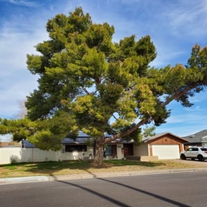 Photo of Twilight Tree and Landscape
