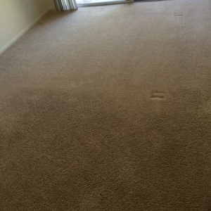 Photo of Spotless Rug Cleaners