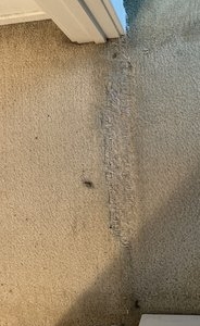 Photo of Orange County Carpet Repair & Cleaning