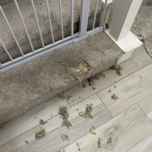 Photo of Orange County Carpet Repair & Cleaning