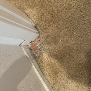 Photo of Orange County Carpet Repair & Cleaning